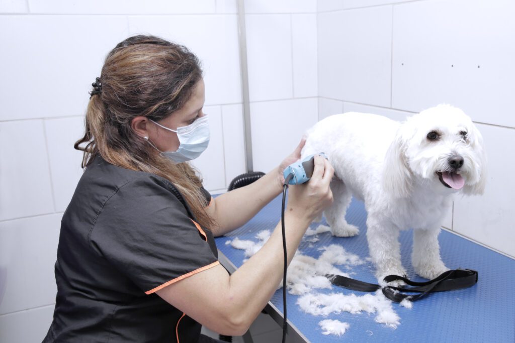 Petlover en verano: ¿cómo cuidar a las mascotas de las olas de calor?