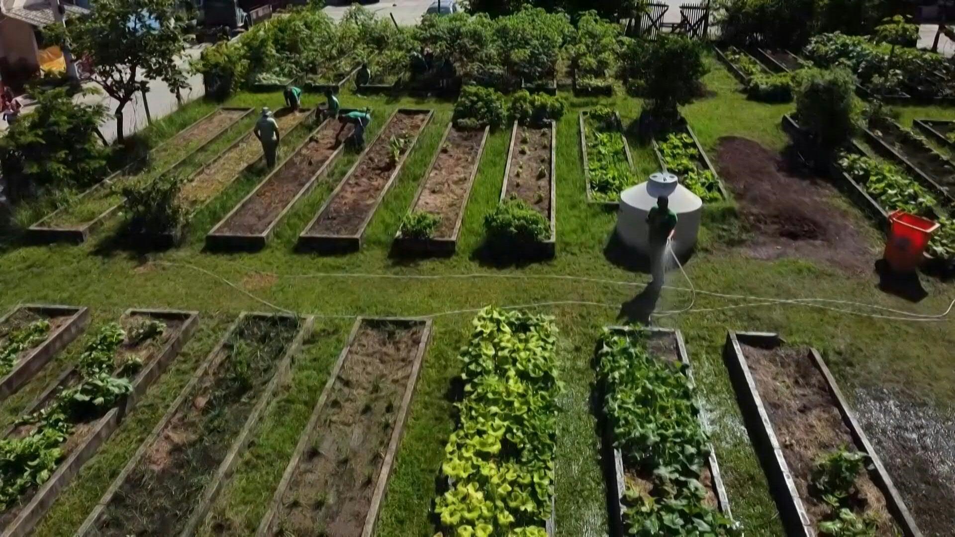 Día de la Tierra: Huertas urbanas ganan terreno en Santiago