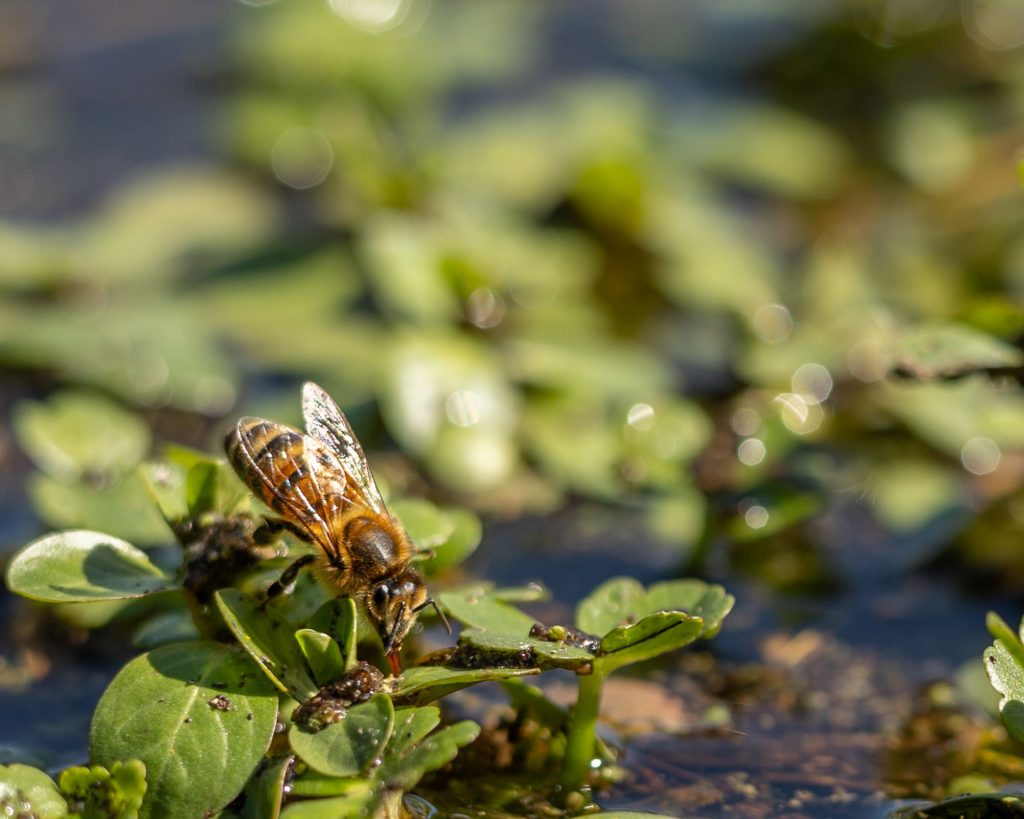 Día Mundial de las Abejas: riesgos de un ecosistema sin estos polinizadores