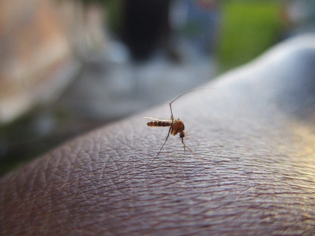 Académica vincula hallazgo de mosquito transmisor de enfermedades virales con el cambio climático