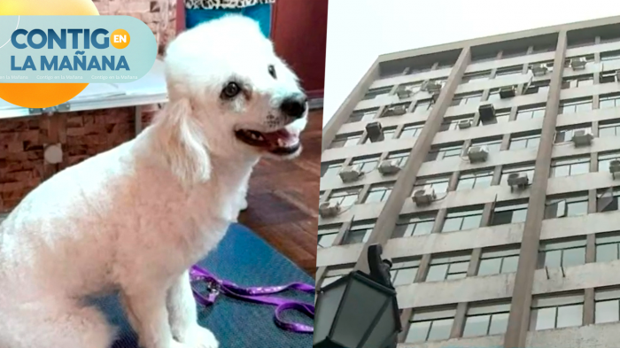 Denuncian negligencia: Perrita muere al caer desde el piso 11 de una peluquería canina