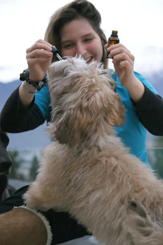 Flores de Paz: el poder de la terapia emocional y energética para perros con Flores de Bach.