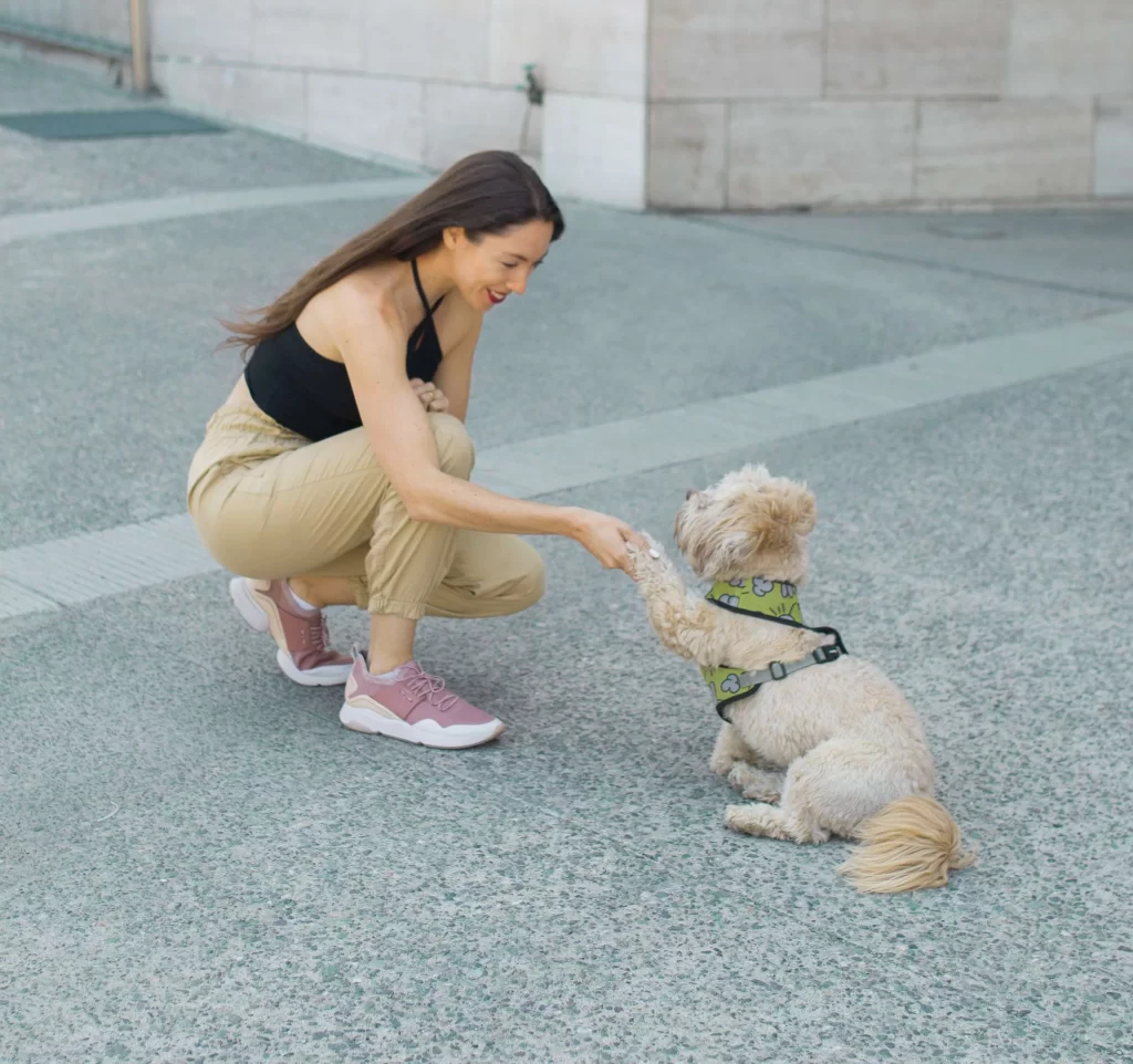 ¿Por qué es importante socializar a nuestros cachorros? Descubre su impacto en la conducta y adaptación en la edad adulta