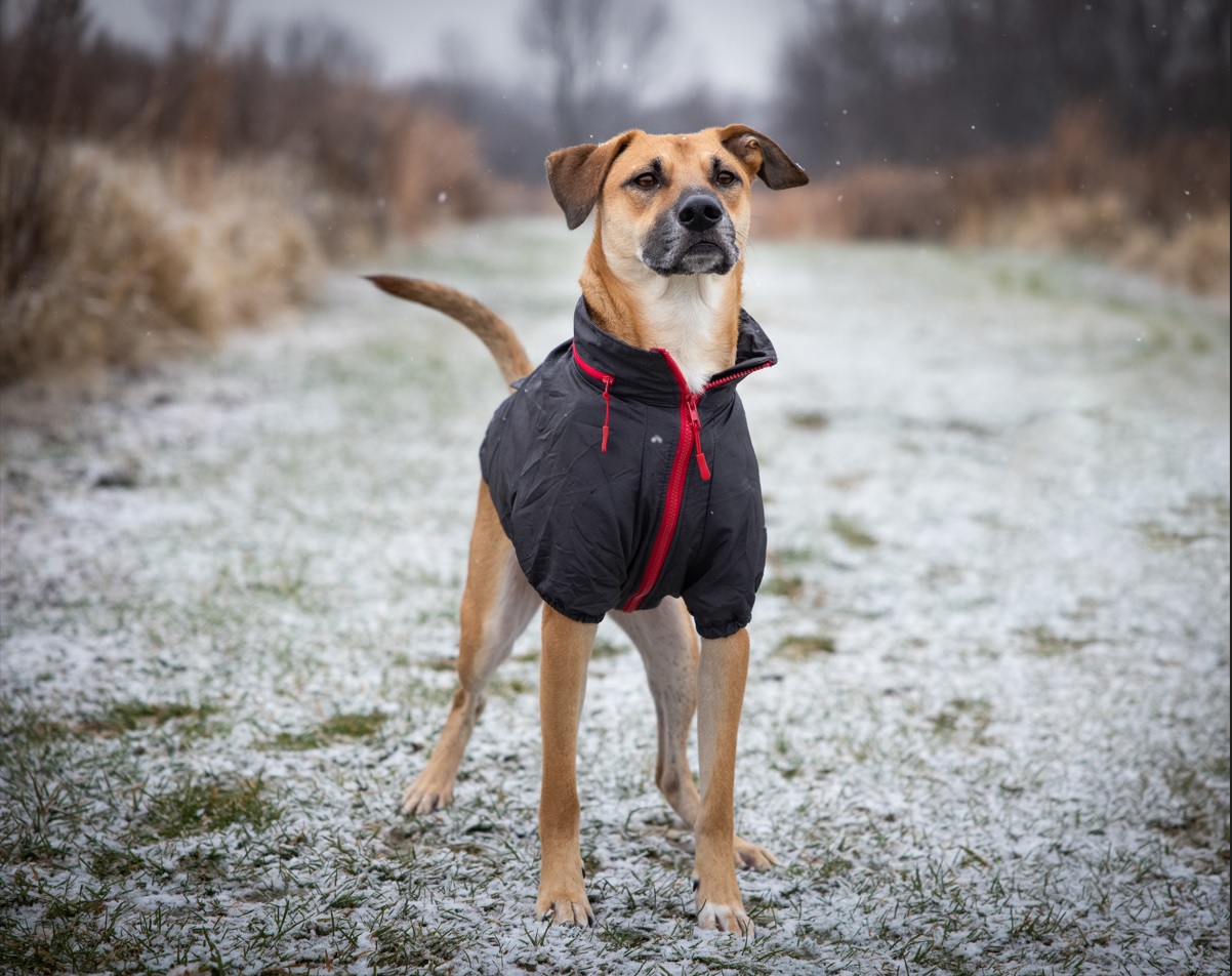 ¿Por qué los perros deben comer más en invierno?