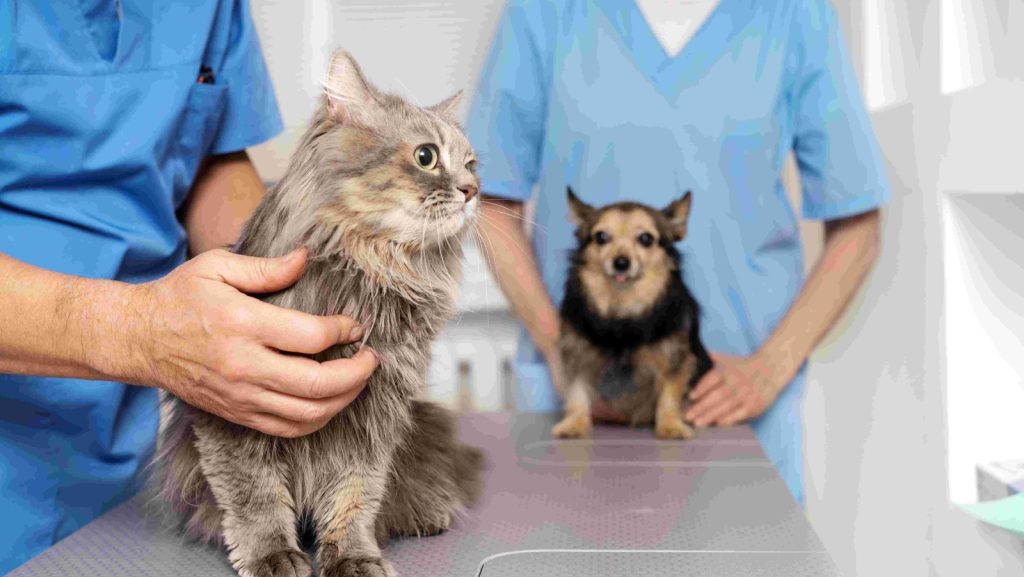 Un gato y un perro de raza pequeña, en una mesa de una clínica verterinaria