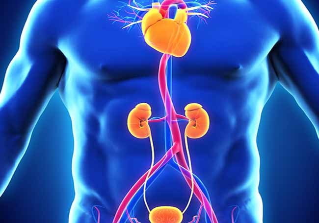 Más del 60% de los pacientes que sufren enfermedad renal crónica, padecen de riesgo cardiovascular