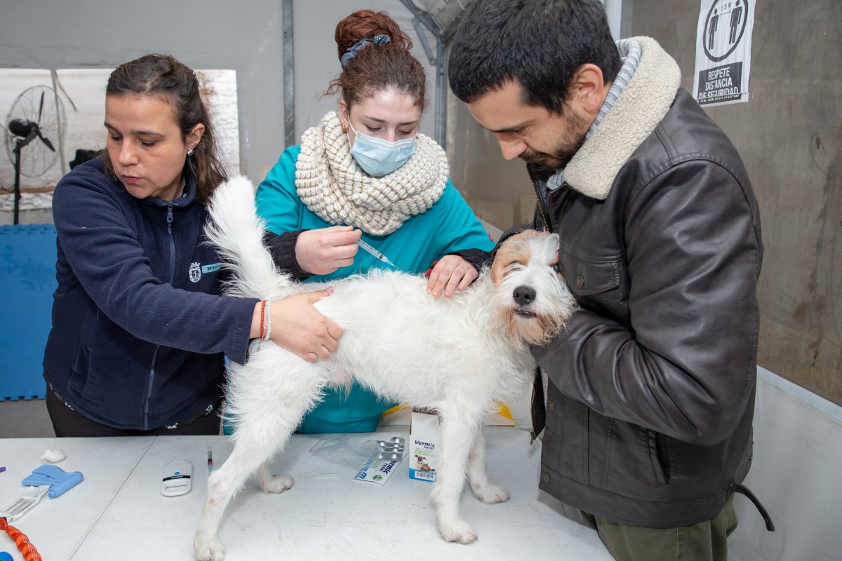 Providencia realizará operativos veterinarios en los barrios Vaticano Chico y Pedro de Valdivia Norte