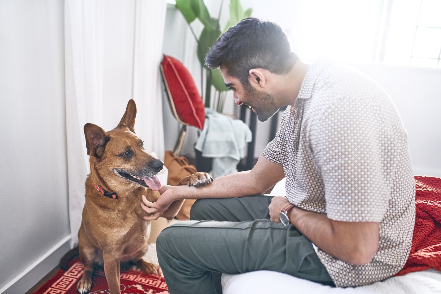 Los cuidados que tu perro sénior debe tener a partir de los 7 años