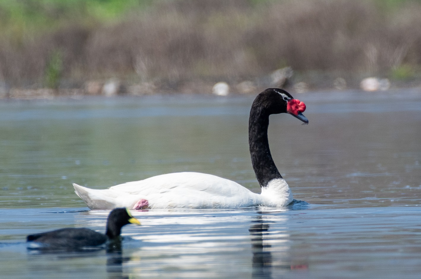 Laguna de Aculeo, un refugio para la biodiversidad que vuelve a renacer