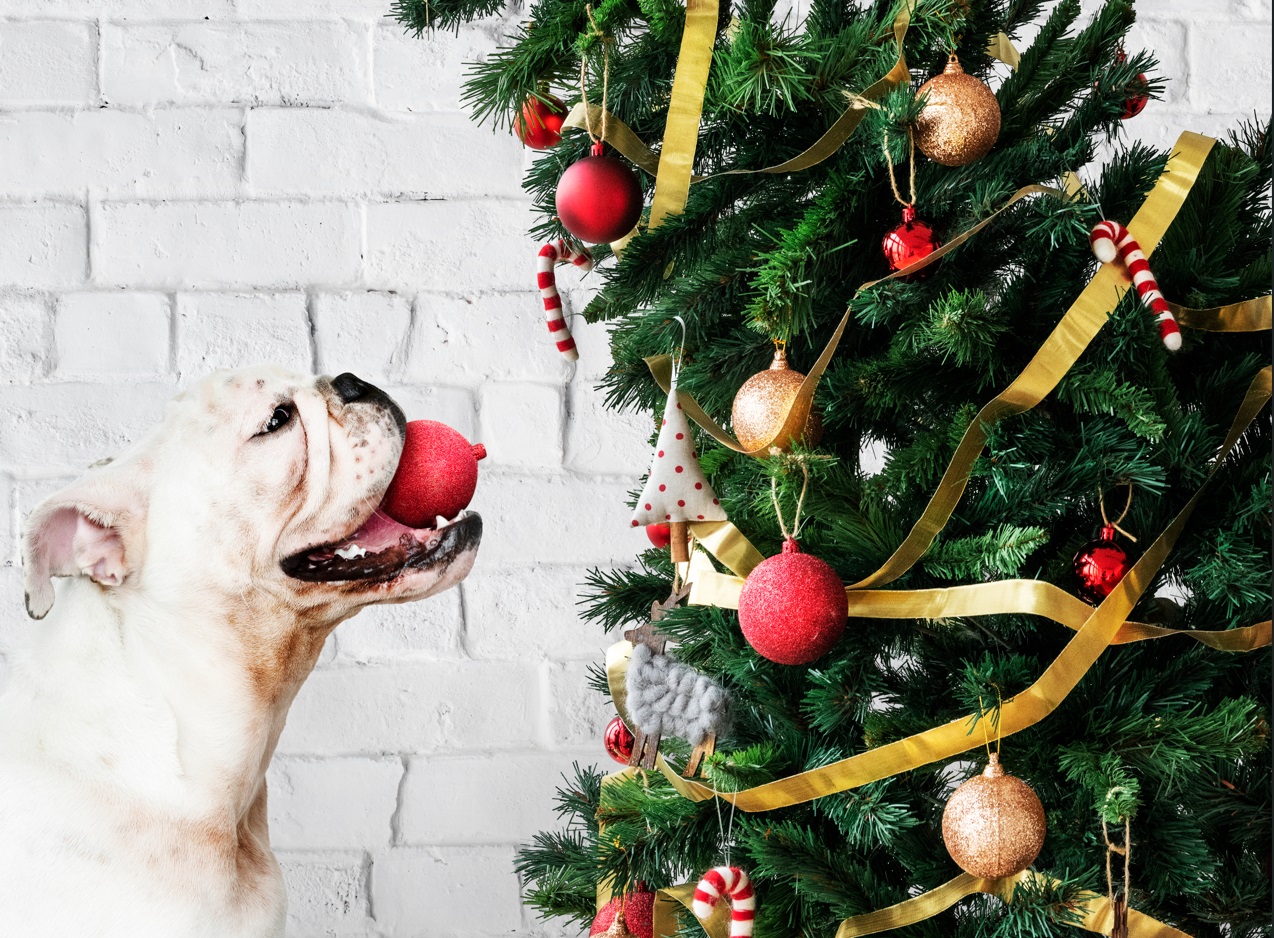 Navidad 2023: ¿Cuáles son los peligros para nuestras mascotas y cómo evitarlos?