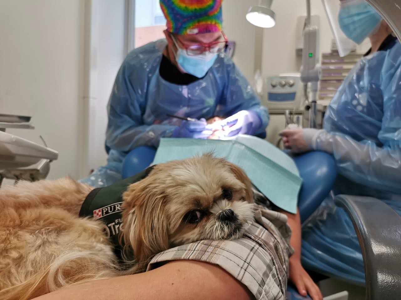 Hospital de Niños Doctor Roberto del Río contará con sesiones de perros de terapia