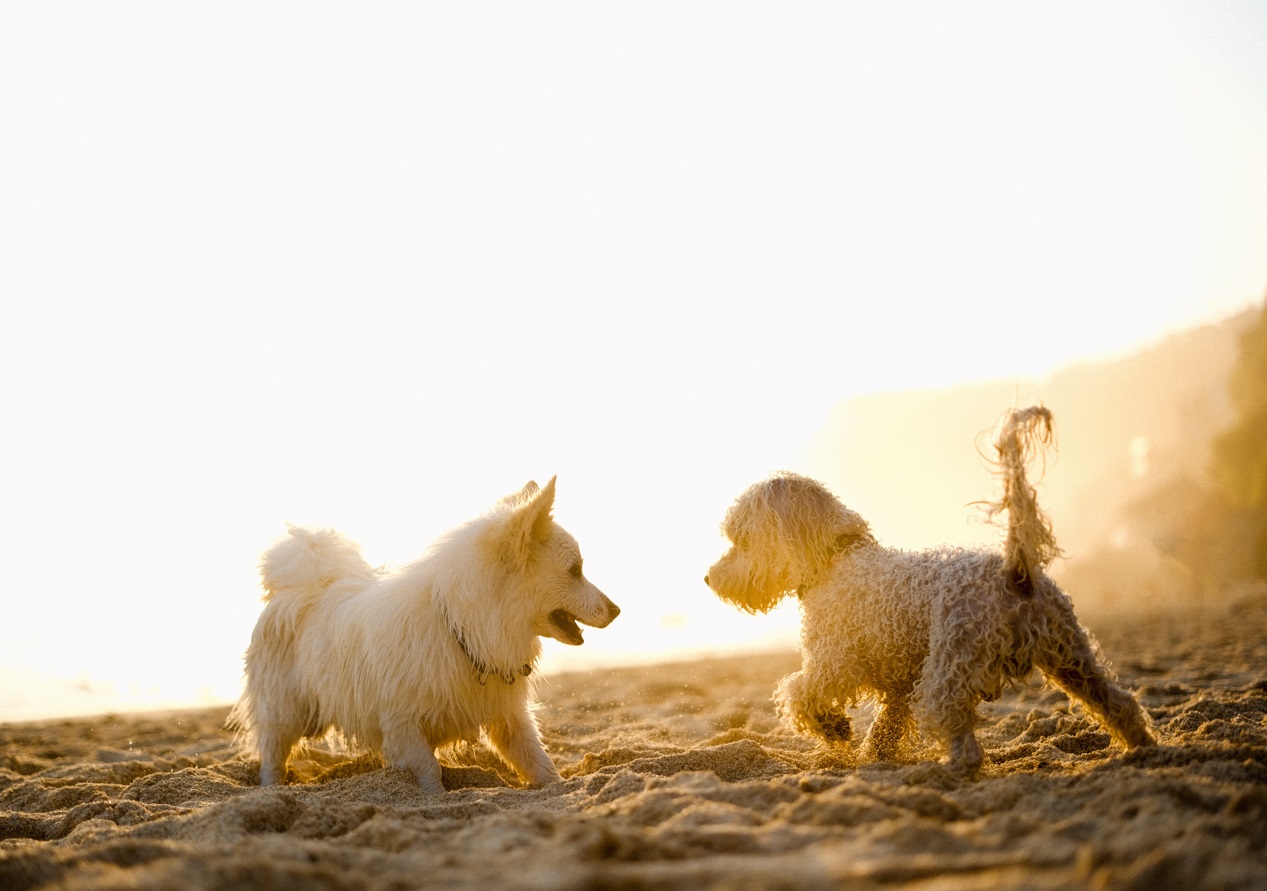 Cómo cuidar a tus mascotas ante olas de calor