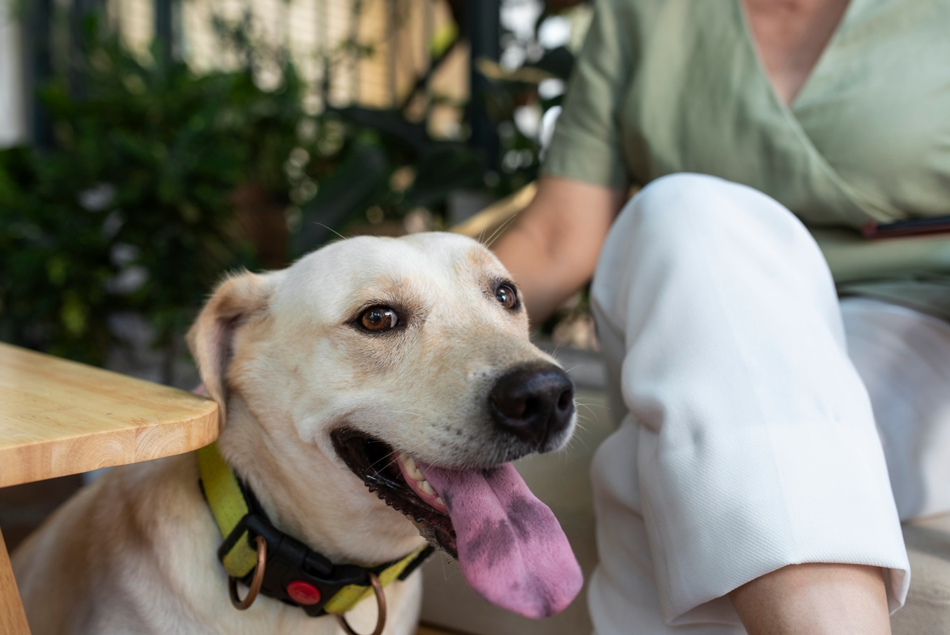 Tenencia responsable: ¿Cómo alimentar a los perros en verano?