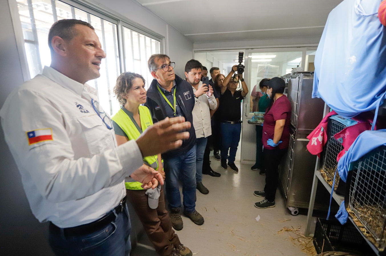 Autoridades monitorean estado de animales silvestres afectados por incendio de Valparaíso