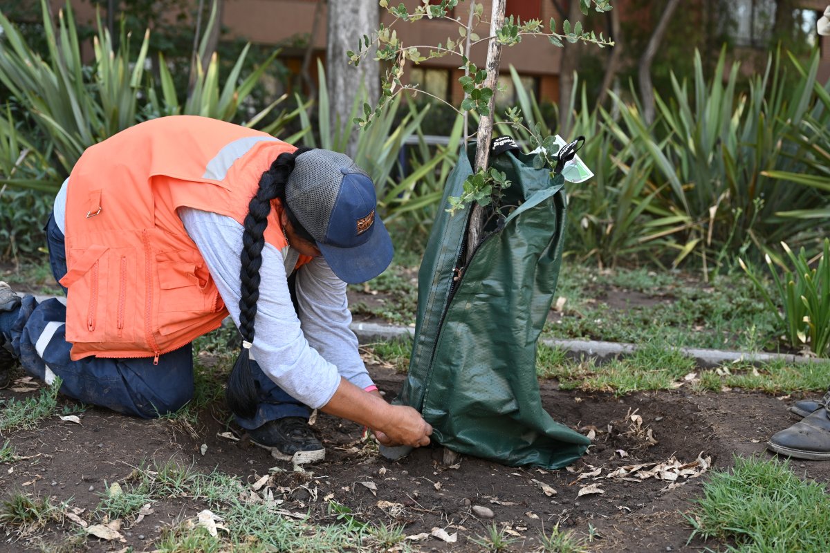 Municipalidad de Providencia implementa plan piloto para optimizar el riego de árboles