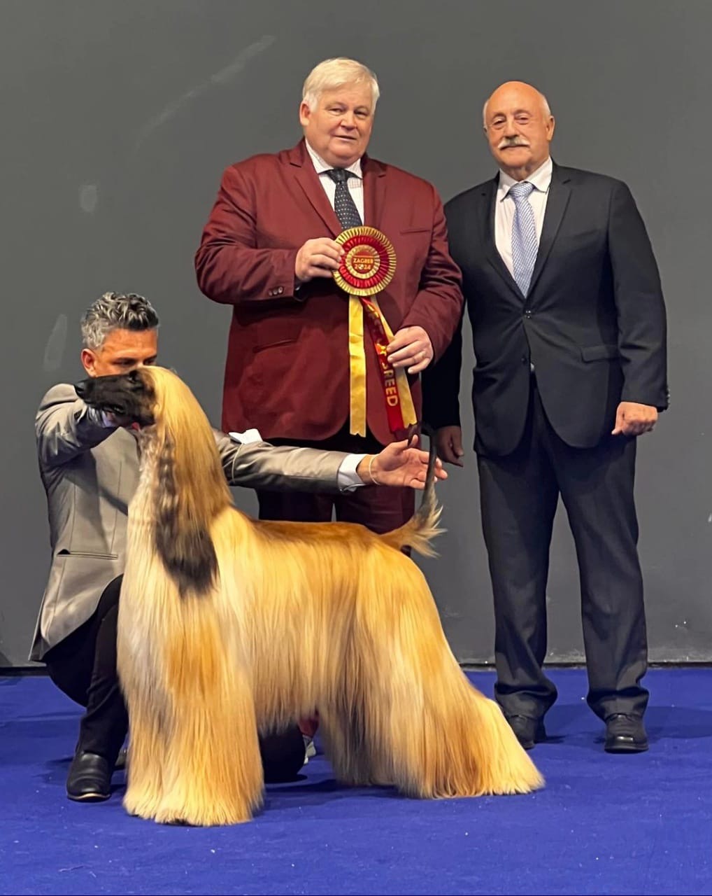 Hembra Lebrel Afgana es el primer ejemplar chileno en ganar el World Dog Show 2024