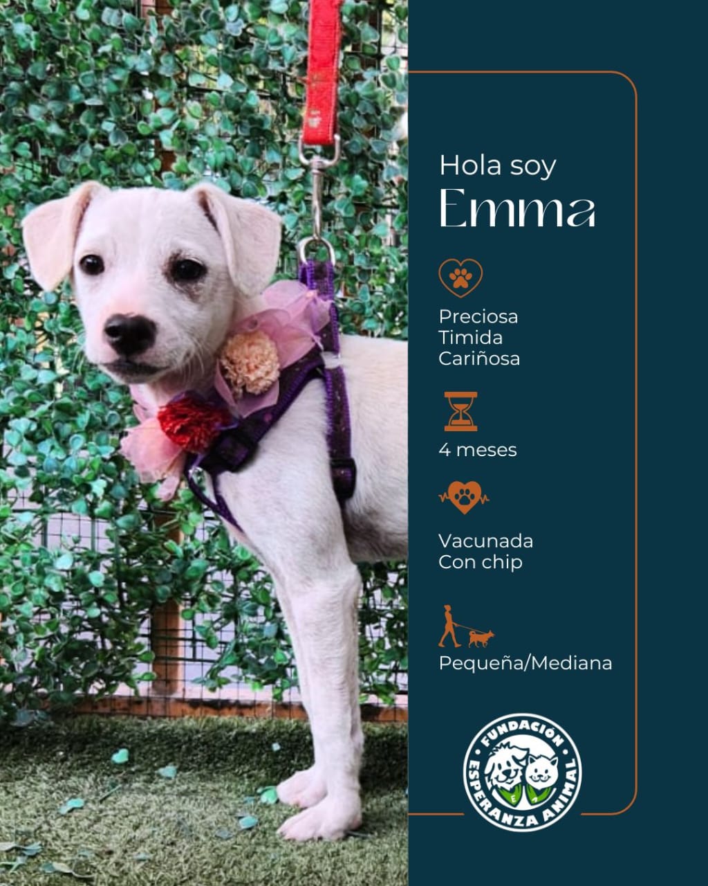 BordeRío y Fundación Esperanza Animal se unen para la primera jornada de adopción canina