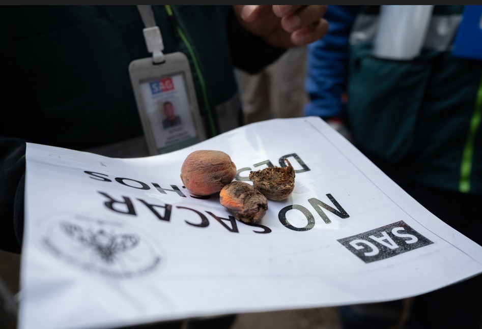 Región Metropolitana: Comienza campaña de erradicación de la mosca de la fruta