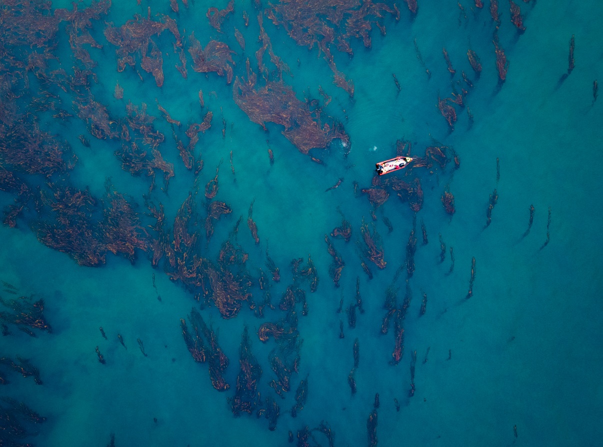 Encuentran el Hidrocoral Rojo más austral y en aguas más superficiales del mundo, en el Estrecho de Magallanes