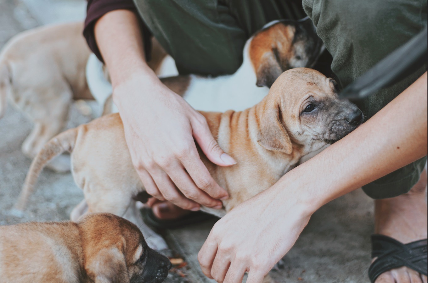 Jornadas de adopción le dieron hogar a más de 300 perros en tres regiones del país