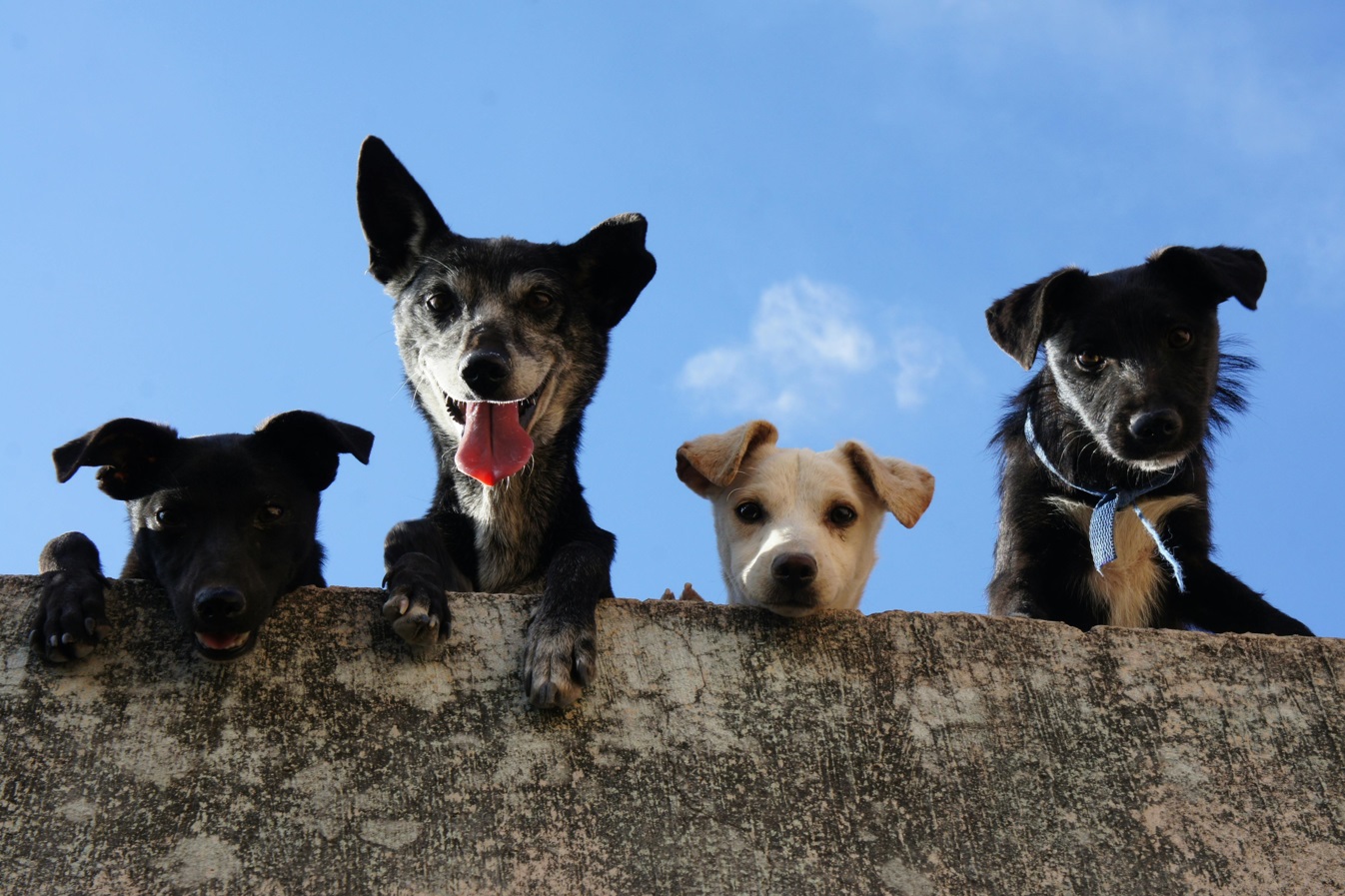 ¿Cómo cuidar la salud de mi perro? Lecciones del tutor ejemplar