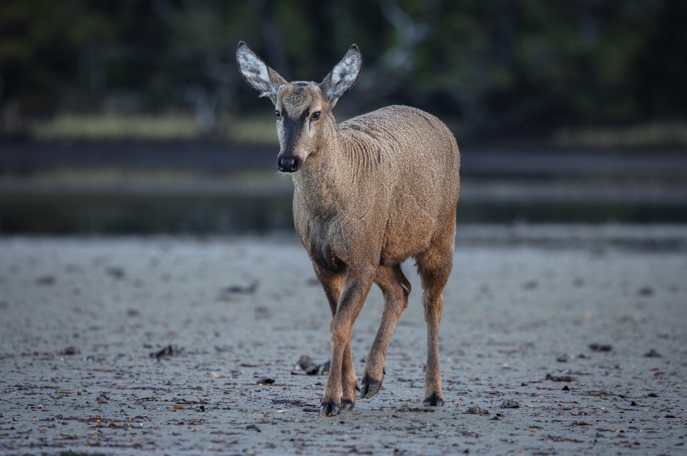 Inusual registro de huemul en las costas de Magallanes abre la esperanza de encontrar una nueva subpoblación de la especie en peligro de extinción