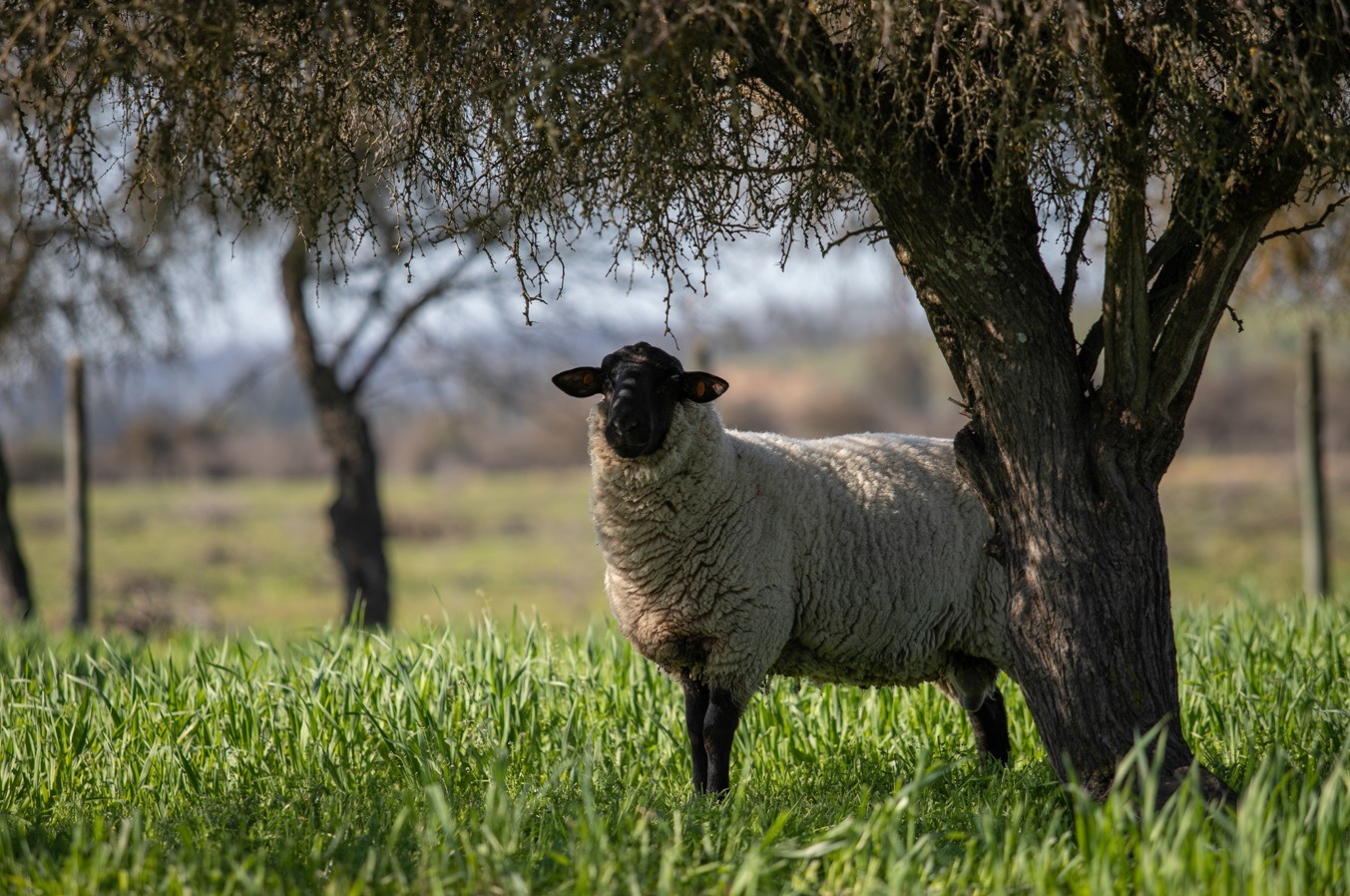 Lana de Oveja: Una fibra versátil, recurso valioso para la agricultura sostenible