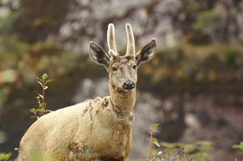 Presentan denuncia a la SMA y exigen estudio de impacto ambiental para proyecto de conservación del huemul en Aysén