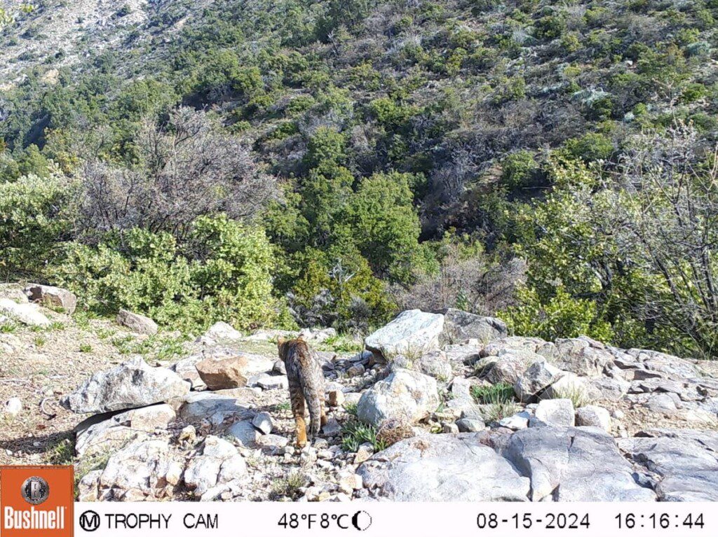 Registran presencia del gato colocolo en la Reserva Natural Altos de Cantillana