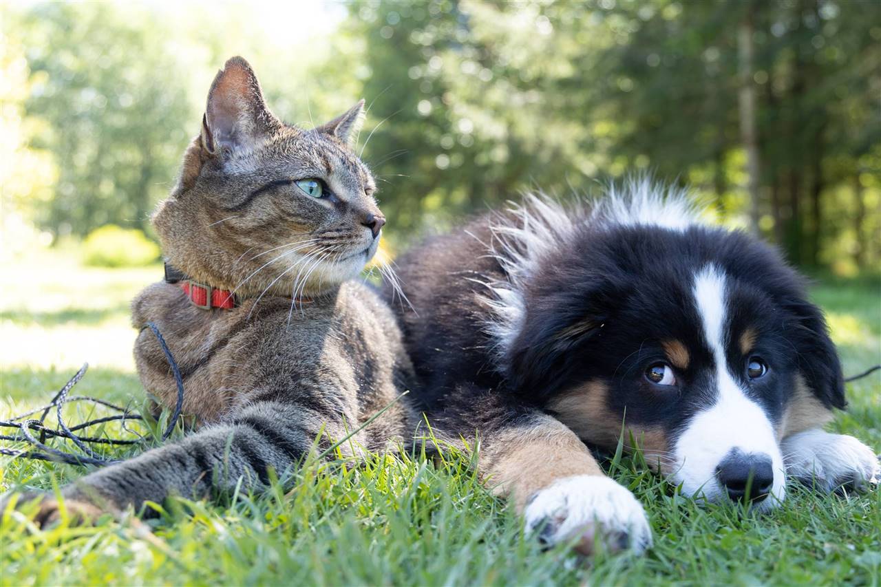 PetExpo de Chicureo: Famosos se unen y piden acoger en nuestros hogares a un animalito abandonado