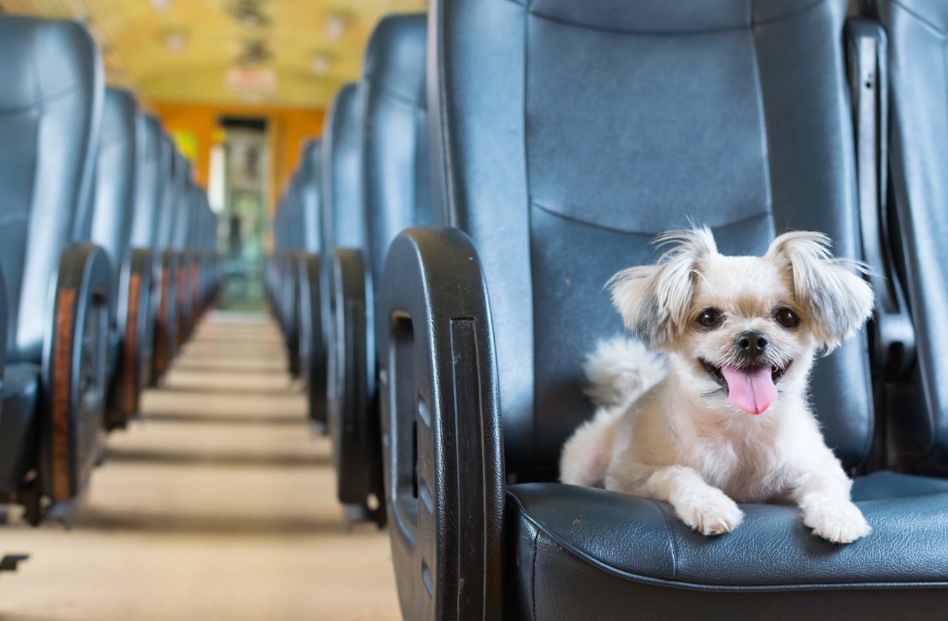 Aplica para perros, conejos y hasta tortugas: Precauciones para viajar en bus con tu mascota