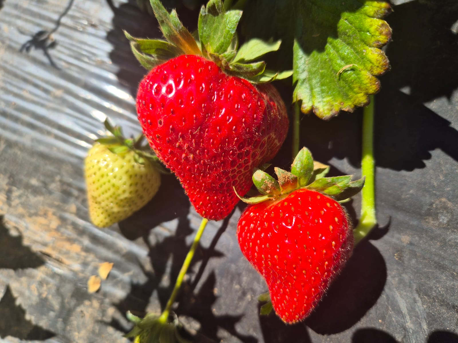 Con seminario internacional lanzan programa Corfo que busca mejorar prácticas de cultivo de frutilleros de San Pedro de Melipilla