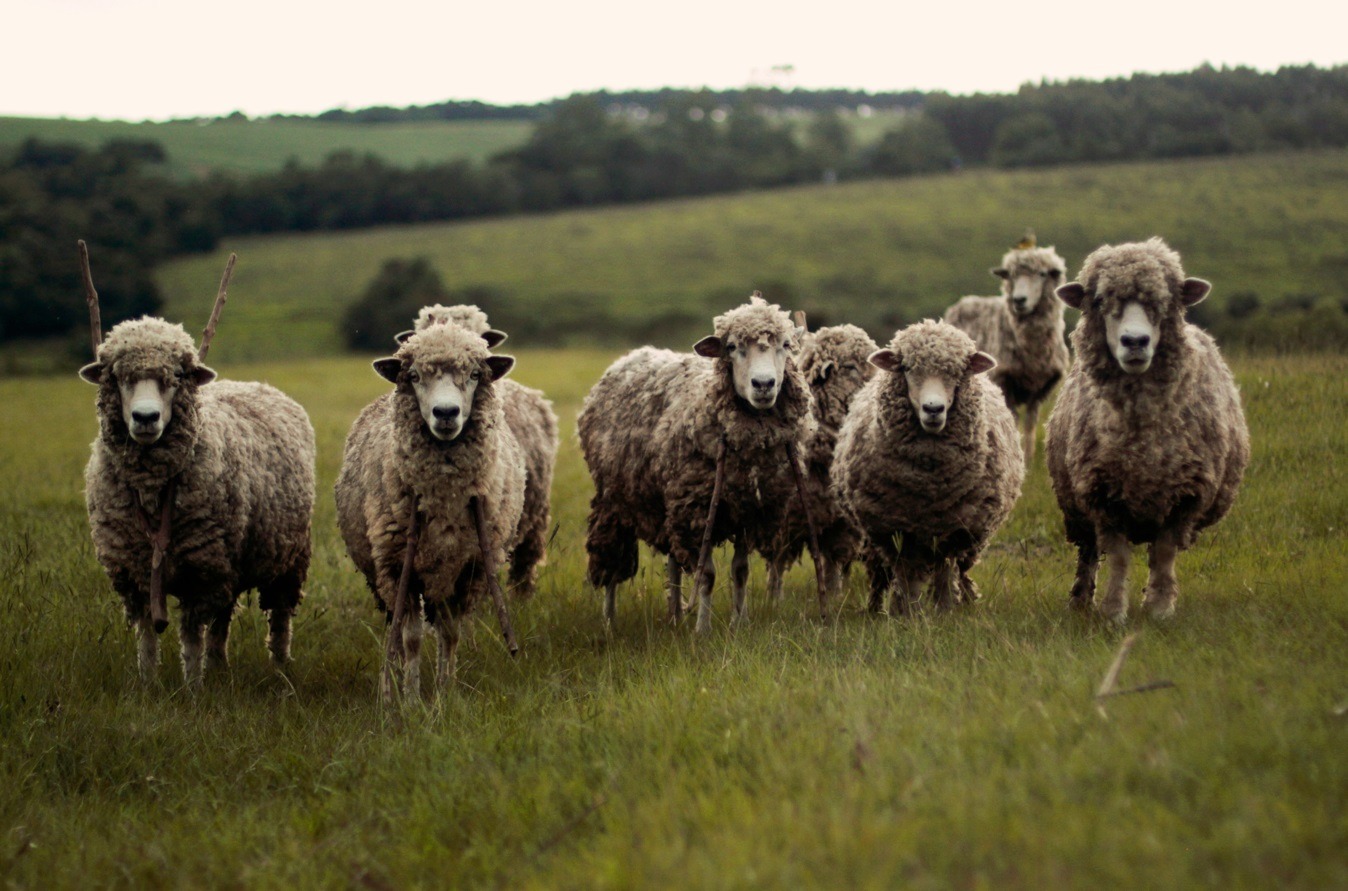 Día internacional de los derechos de los animales: Un valor esencial en nuestro ecosistema por Mariana Cestau