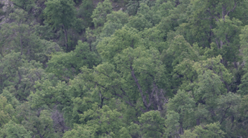 El balance ambiental de Fundación Terram reveló los desafíos en materia forestal existentes