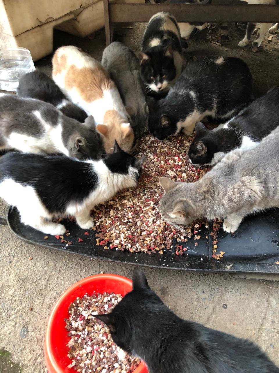 Alimentos que cambian vidas de animales: Se evita que vaya a vertederos y se dona a organizaciones