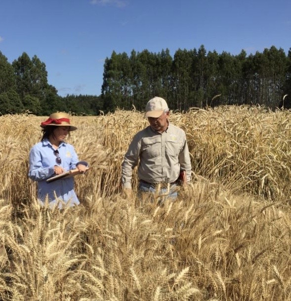 INIA: "Es posible mitigar variaciones del precio del trigo"