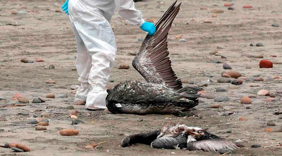 U. de Chile detecta transmisión de influenza H5N1 entre mamíferos