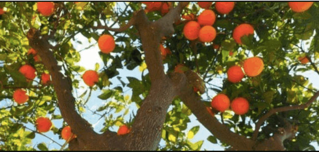 Mosca de la Fruta: Advierten su presencia en la RM