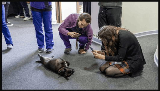 Lampa: Protocolo hospitalario de visita especial de mascotas