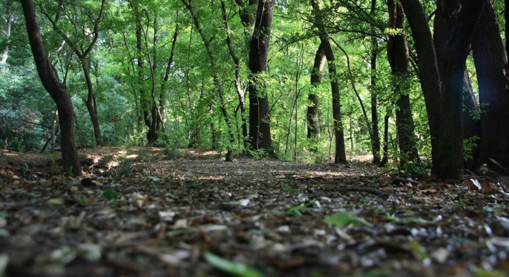 El suelo: nuestro patrimonio olvidado