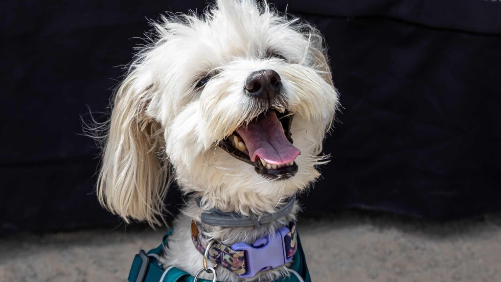 Este domingo concurso de outfits caninos en Vitacura