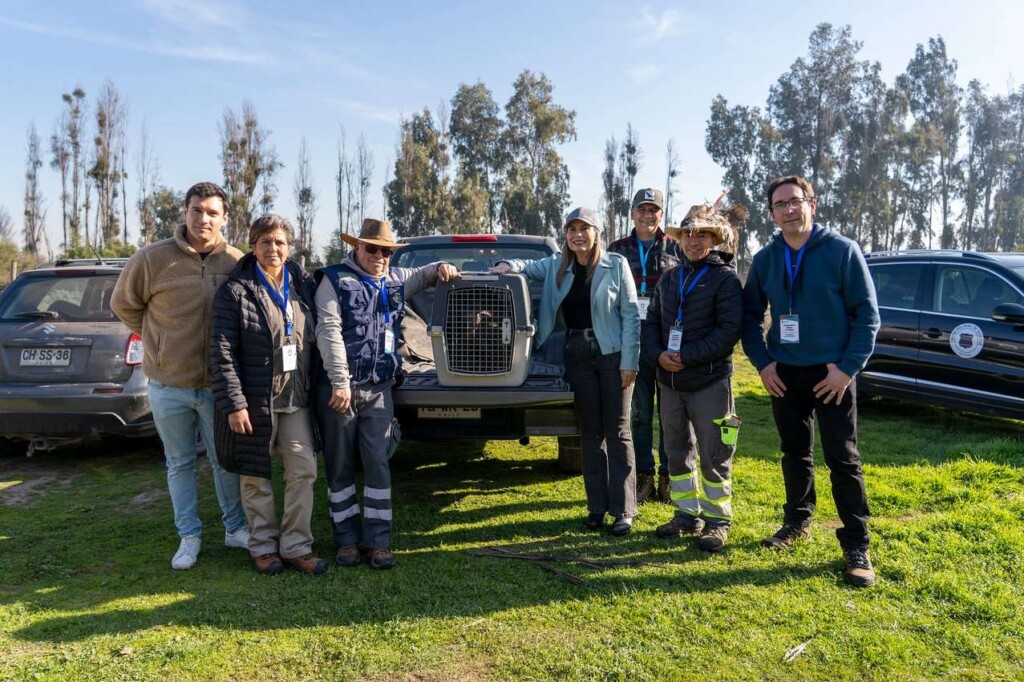 Cóndor es enviado a centro de rehabilitación para su liberación
