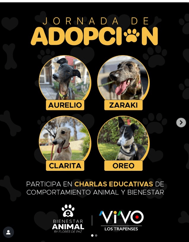 Mascotas: Jornada de adopción en Mall VIVO Los Trapenses
