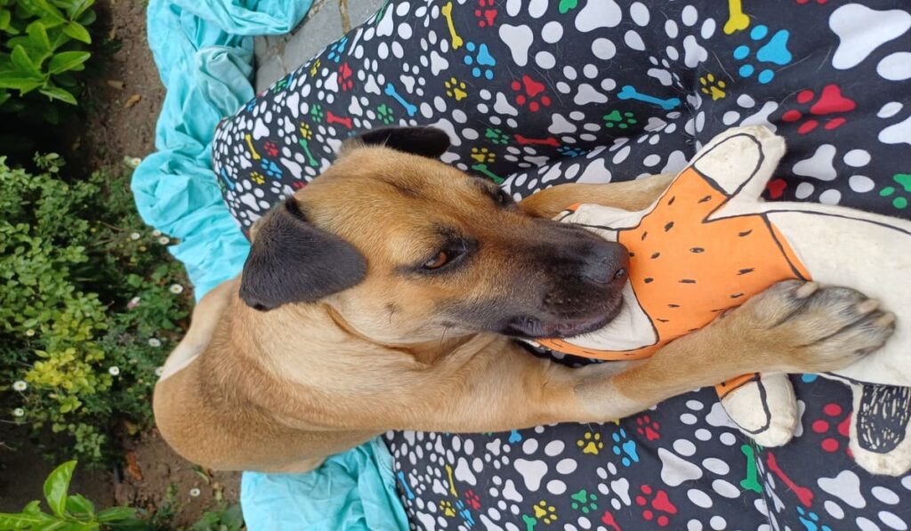 Tiendas de mascotas se duplican en Santiago en solo cinco años