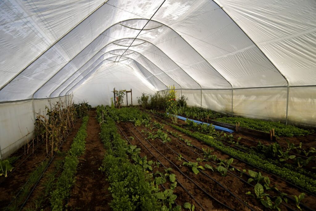 PIB silvoagropecuario crece 6,2% en el primer semestre y supera al nacional