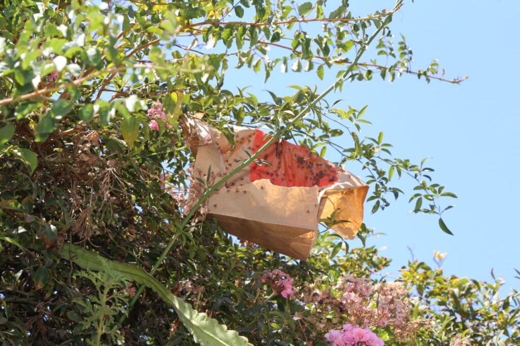 Gobierno impulsa ley con cárcel por ingreso ilegal de plagas al país