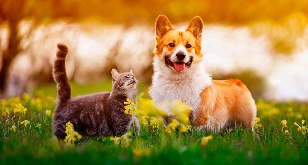 Comisión legislará sobre “Ley Duque” por muerte de mascota