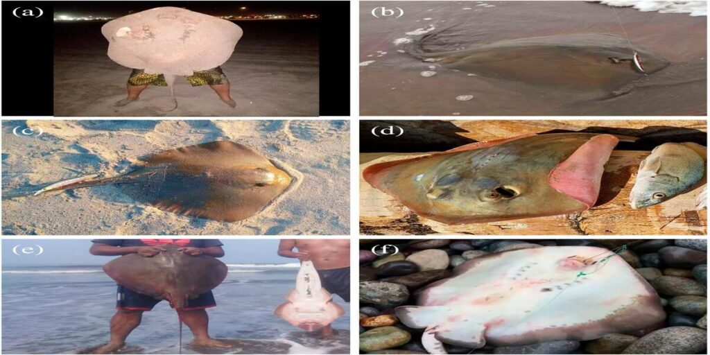 Confirman presencia de raya diamante venenosa en Chile