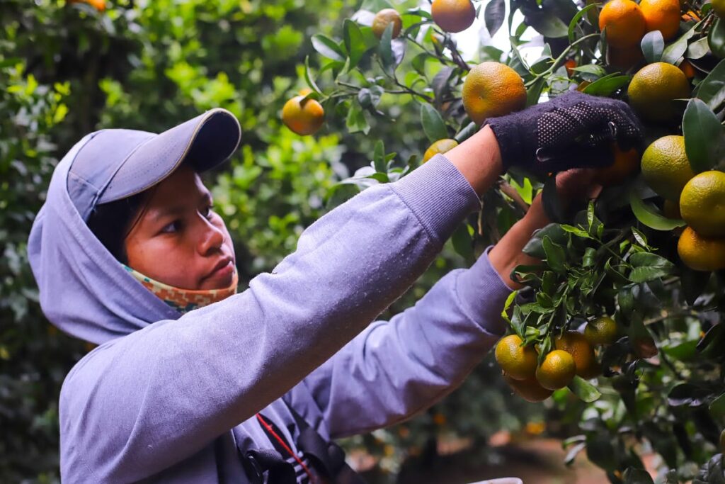 Naranjas chilenas llegan a México diversificando las exportaciones