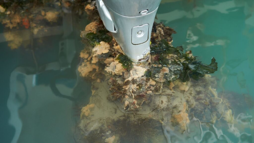 Estudio identifica puertos chilenos riesgo de invasiones marinas